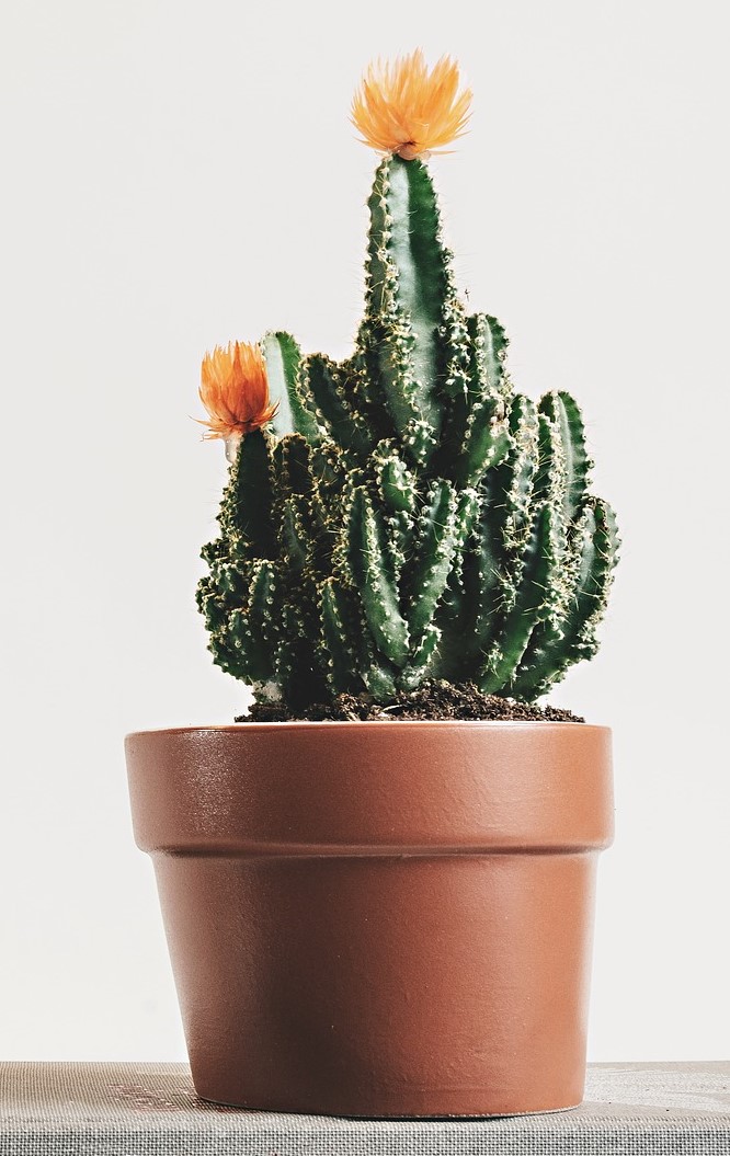 cactus-plante-d&eacute;polluante